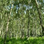 settlement agreement solicitor nottingham